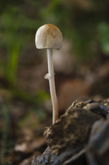 panaeolus sphinctrinus grows in autumn woods