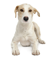 Ibizan hound, 12 months old, lying in front of white background