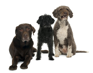 Group of dogs in front of white background