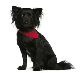Mixed-breed, 18 months old, sitting in front of white background