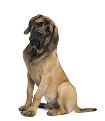 Mastiff, 6 months old, sitting