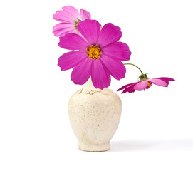 daisy in a vase