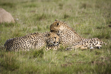 Cheetah cubs preening one anther