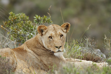 Lioness