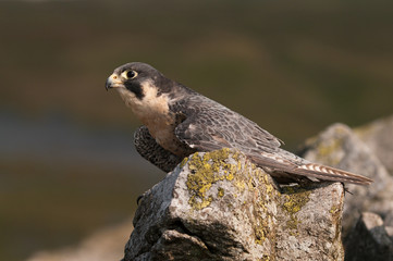Peregrine Falcon