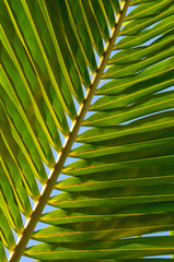 leaf of coconut palm tree
