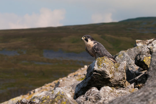 Peregrine Falcon in natural surroundings