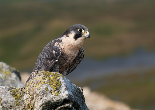 Peregrine Falcon on rock
