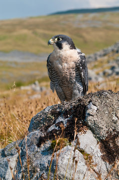 Peregrine Falcon on rock (Portrait)