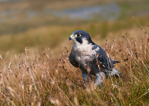 Peregrine Falcon on the ground