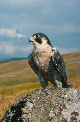 Peregrine Falcon portrait