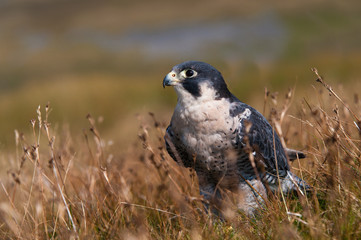 Peregrine Falcon close-up
