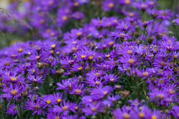 Obraz premium Italian garden flowers-asters