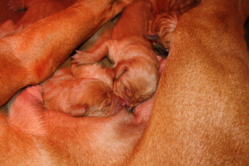Fototapeta premium Magyar Vizsla Welpen