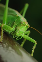 Grasshopper