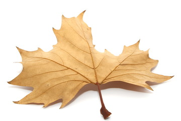 leaf