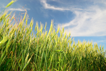 Obraz premium Wheaten field