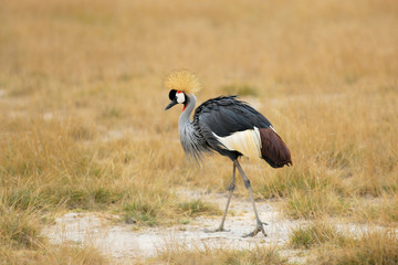 Gray Crowned Crane
