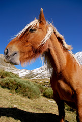 Un cheval en Ariège en hiver