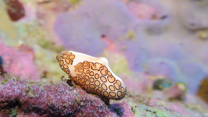 Cyphoma Gibbosum, Flamingo tongue snail © Nathie