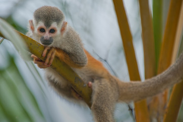 Fototapeta premium Squirrel monkey in a branch