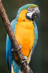 Blue-and-yellow Macaw - Ara ararauna...