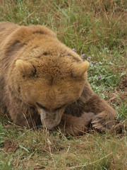 Oso pardo