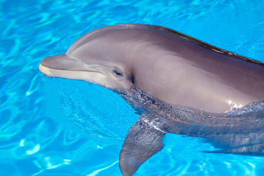Beautiful dolphin in the water