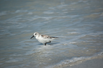 Sanderling on the Shore
