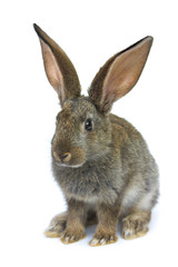Happy New Year of rabbit