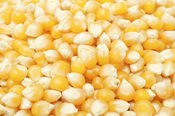 Popcorn Kernels