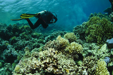 scuba diver on pristine coral reef