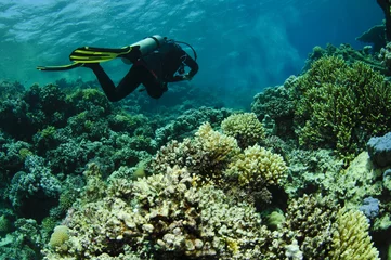 Rolgordijnen scuba diver on pristine coral reef © JonMilnes