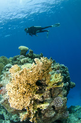 coral and diver