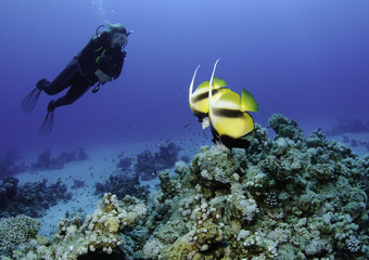 scuba divers with banner fish