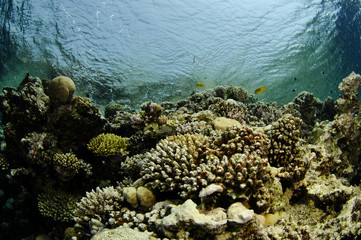 coral sea scape