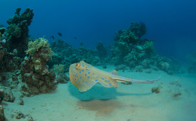 sting ray