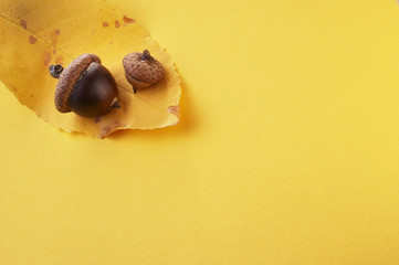 acorns with leaf on yellow background. Left side