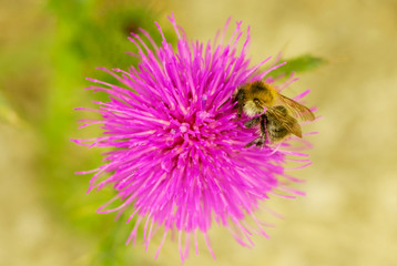 Bee closeup