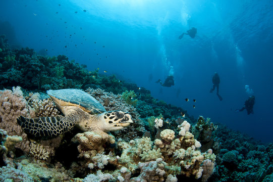 Hawksbill turtle with slhouetted divers in background