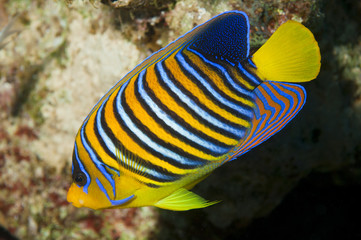 baby emperor angel fish
