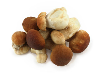Boletus mushroom on a white background