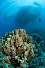coral and boat and scuba diver