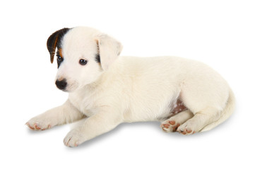 Cucciolo di Jack Russell Terrier © Antonio Gravante