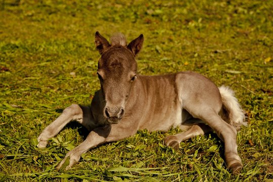 Zwergponyfohlen auf der Weide