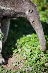 Giant Anteater (Myrmecophaga tridactyla)