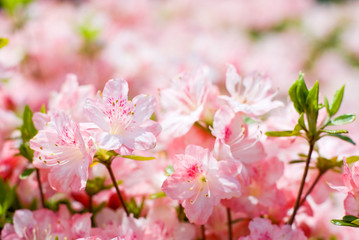 Fototapeta premium 満開の久留米ツツジの花