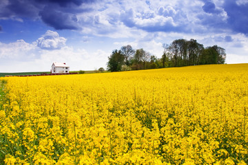 farm fields