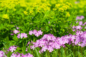 Obraz premium 野生の桜草の花とノウルシ