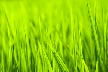 Fototapeta na wymiar 稲の緑の葉